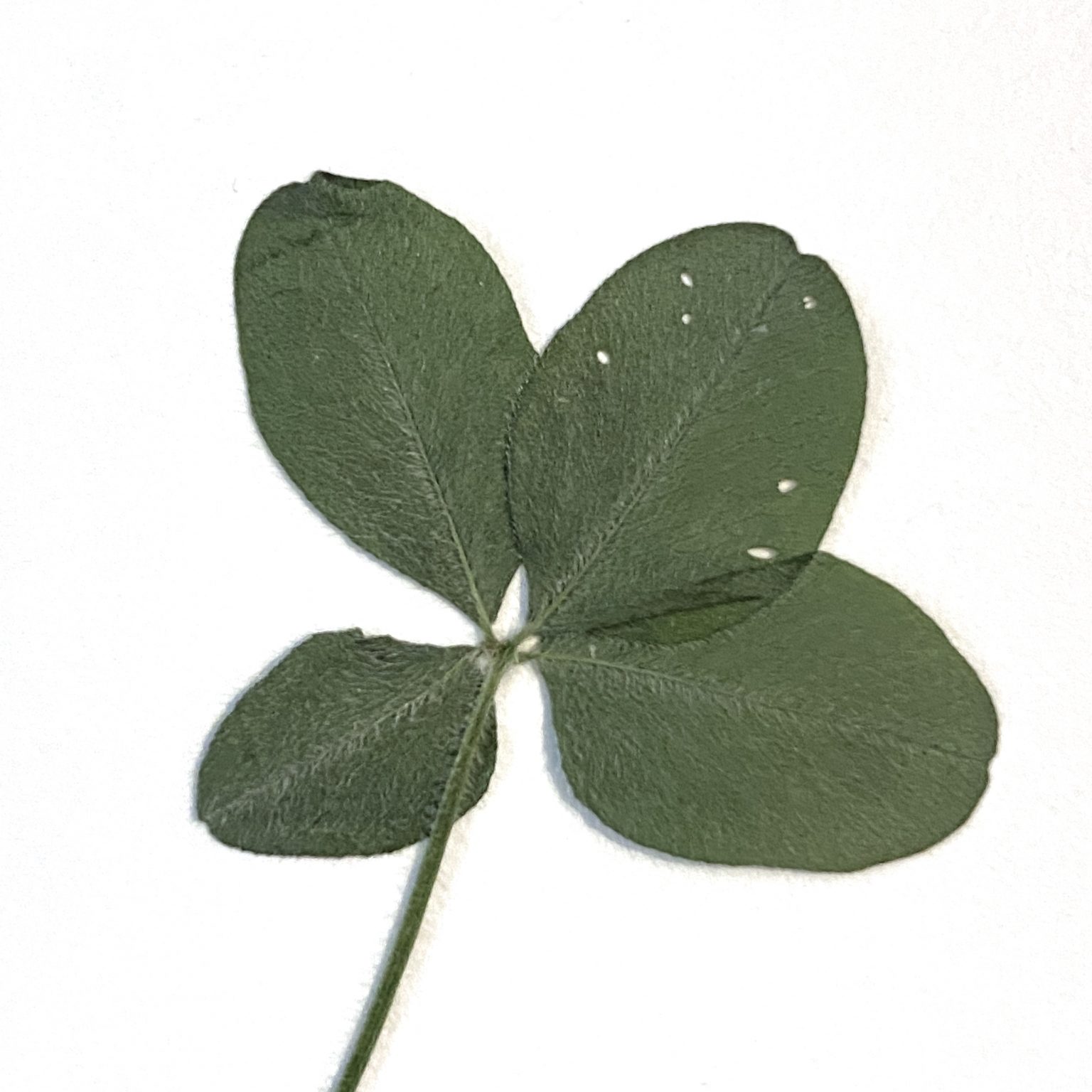 Trèfle à 4 Feuilles à Planter – Avec 2 Bulbes En Pot, Porte-bonheur
